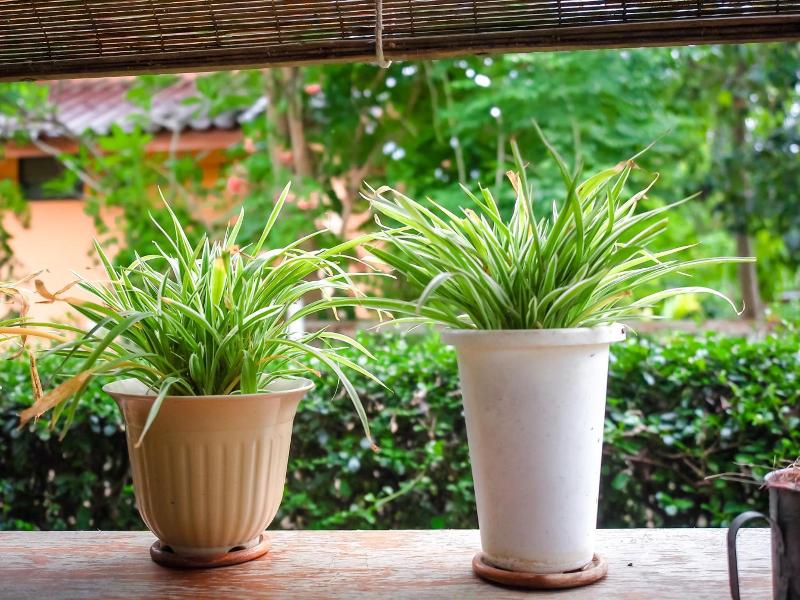 Pai Homey image