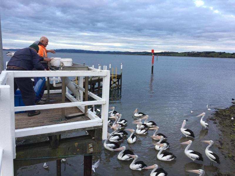 Pelicans Motel San Remo image