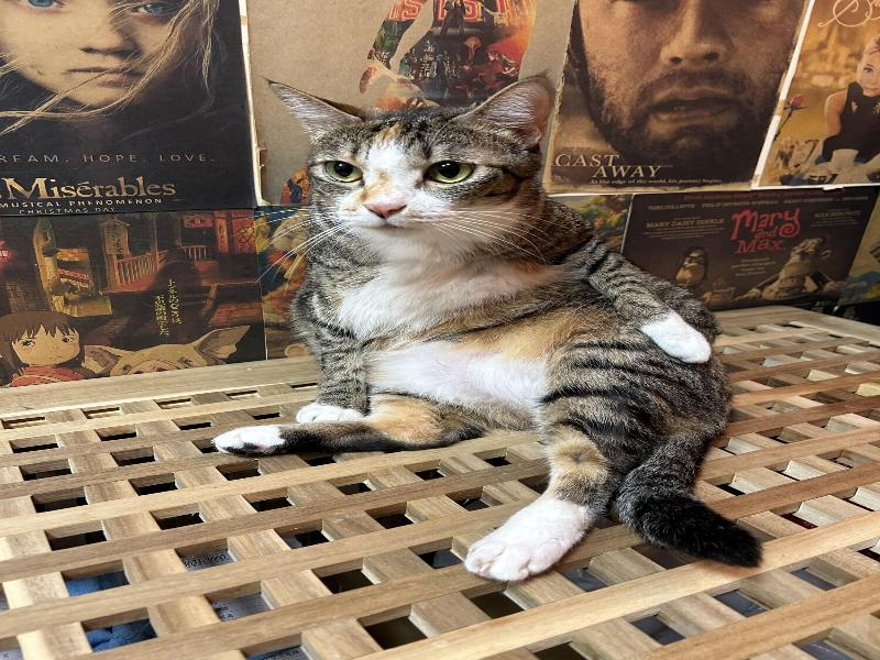 Triple Tiger Hostel image