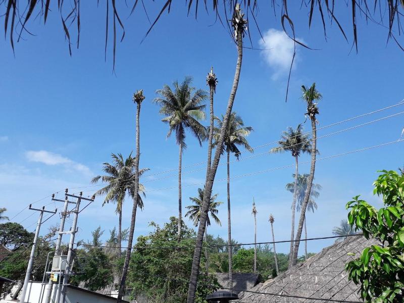Fantastic Gili Hostel image