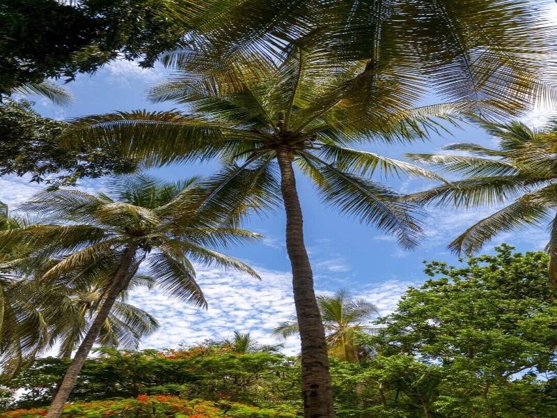 Ndame Beach Lodge image
