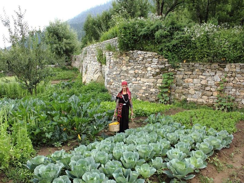 The Himalayan image
