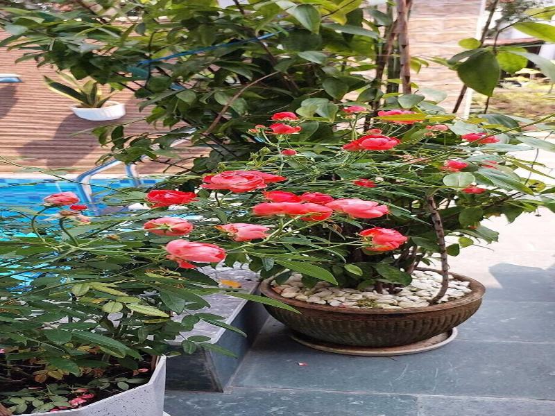 Riverlife Homestay Hoi An image