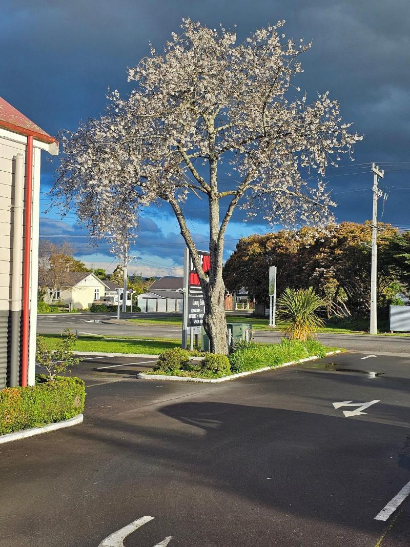 Gateway Motor Inn image