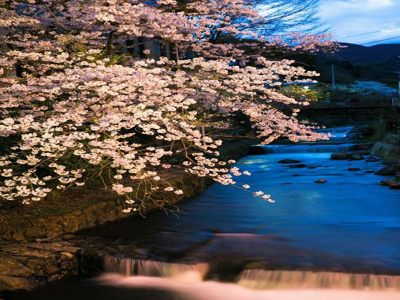 Forest Resort Yumoto Komachikan image