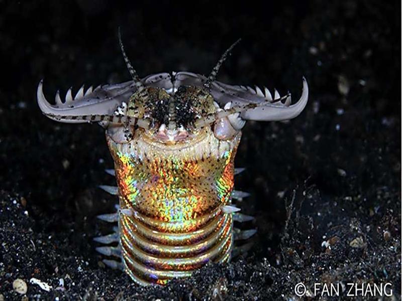 Cocotinos Lembeh a Boutique Dive Lodge image