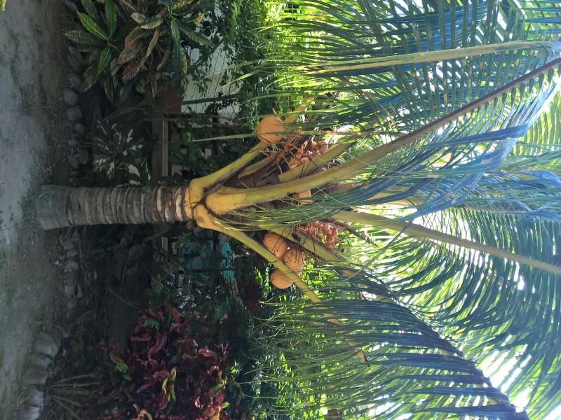 Cocotier Du Rocher image