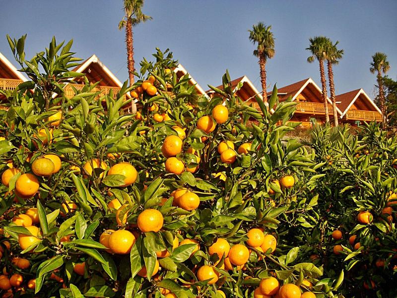 Jungmun Log Pension And Resort