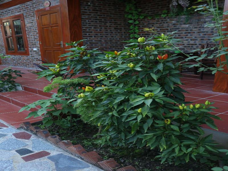 THANH DAT HOMESTAY image