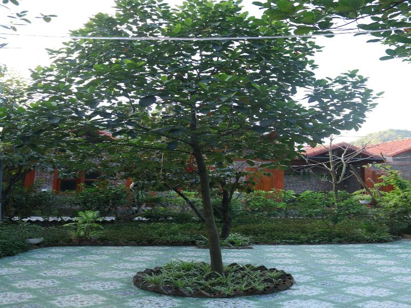 THANH DAT HOMESTAY image