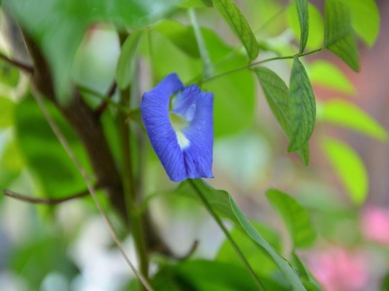 Raven Blue