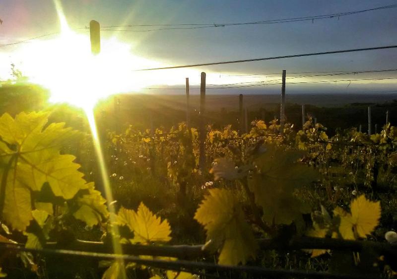 Agriturismo Davide Bevione image