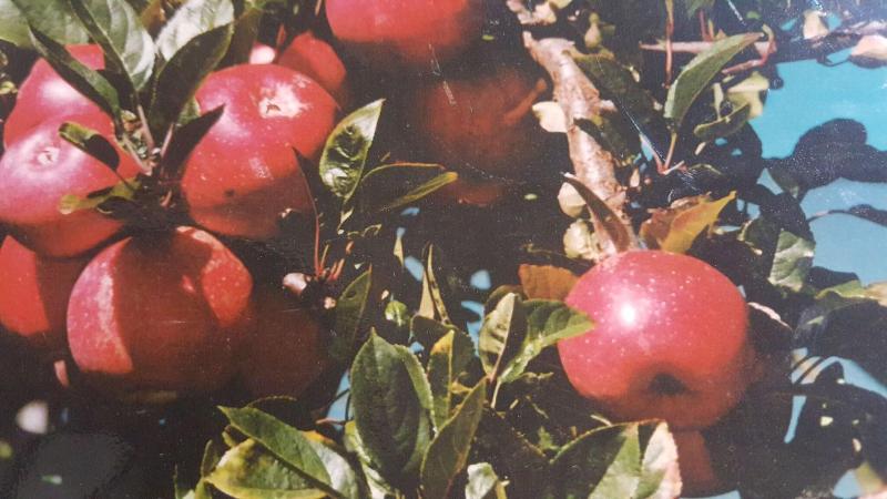 Waitomo Orchard B&B image