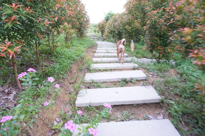 Lamai Koh Phayam Resort