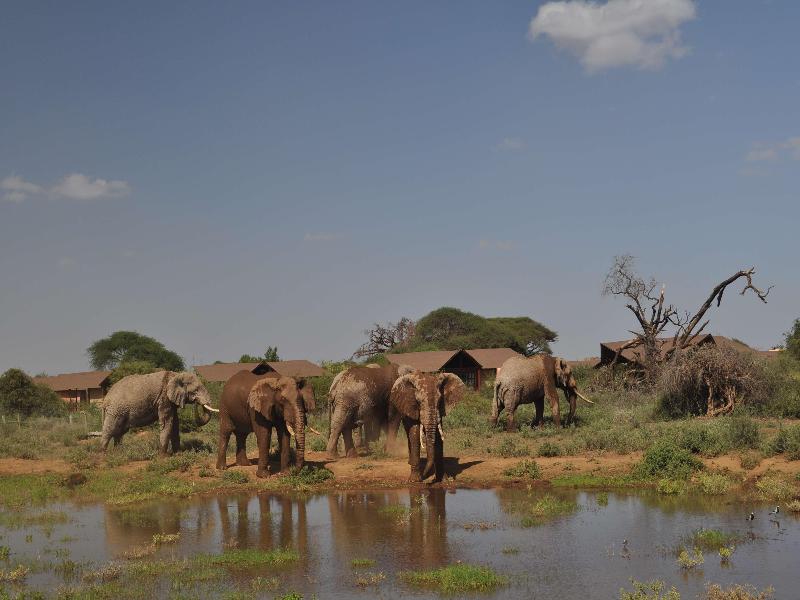 Kilima Safari Camp image