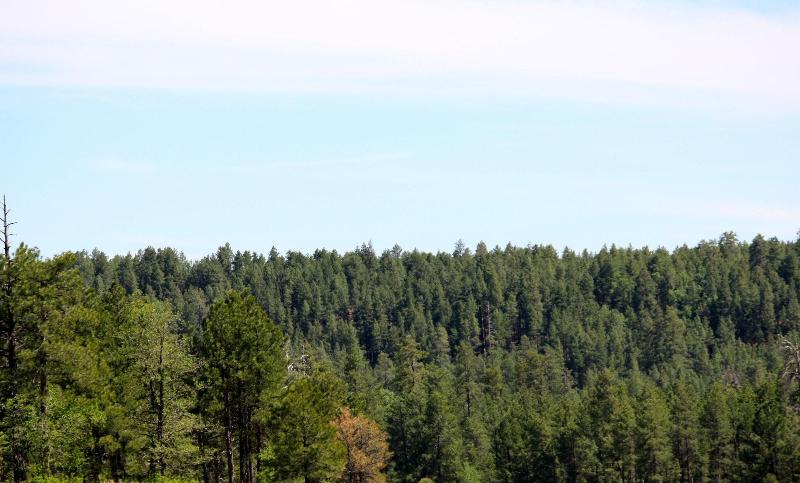 Motel In The Pines image