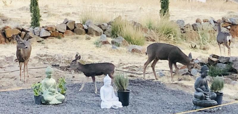 Quiet Mind Mountain Retreat image