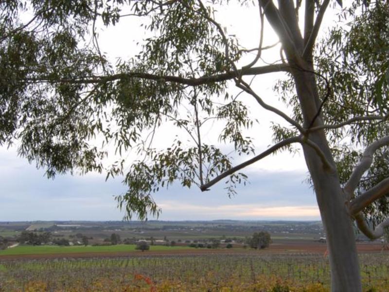 Blickinstal Barossa Valley Retreat image