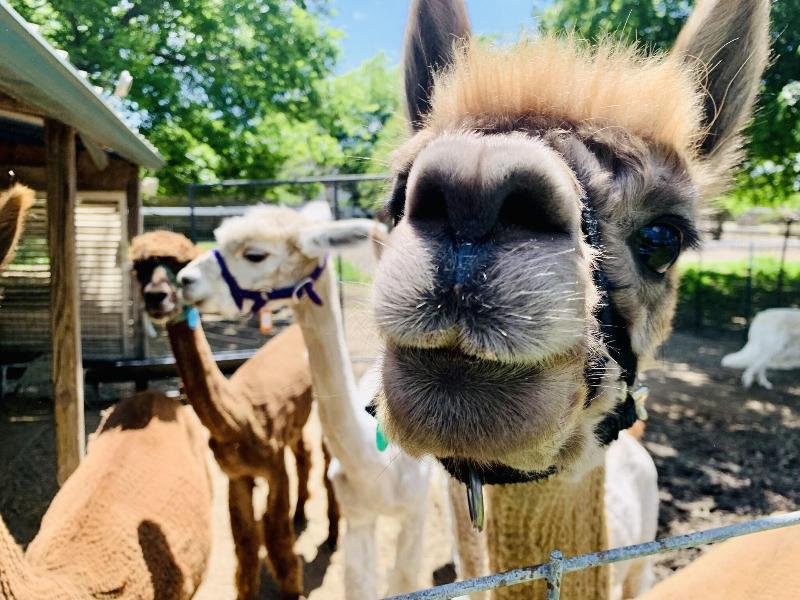 Old Irish Bandb Patricks Pastures Alpaca Ranch image