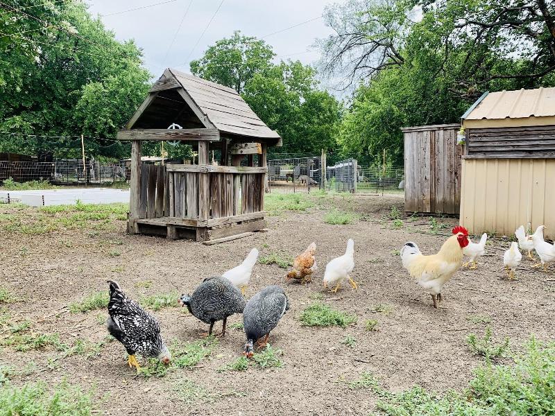 Old Irish Bandb Patricks Pastures Alpaca Ranch image
