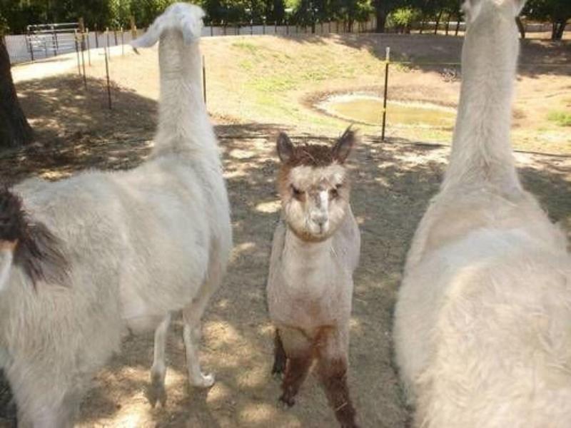 Old Irish Bandb Patricks Pastures Alpaca Ranch image