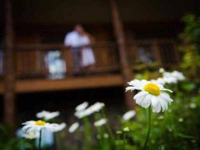 The Fern Lodge image