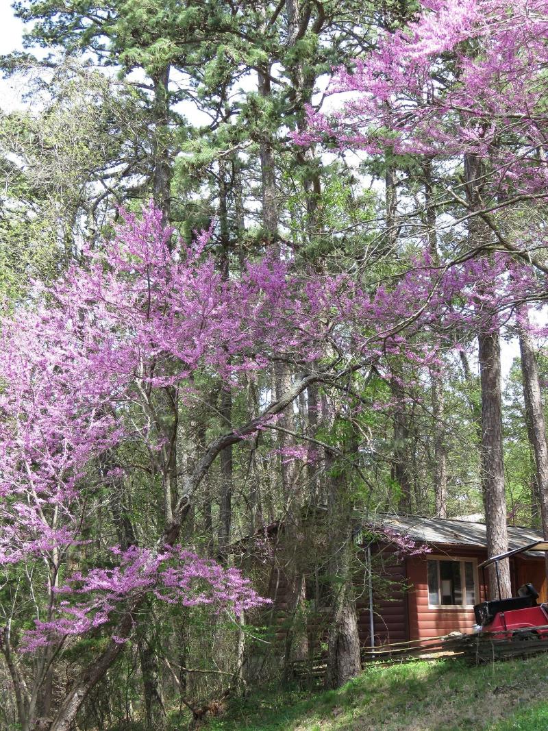 Tall Pines Inn — general view