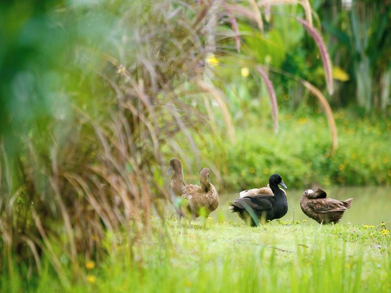 Pai Village Farm Homestay image