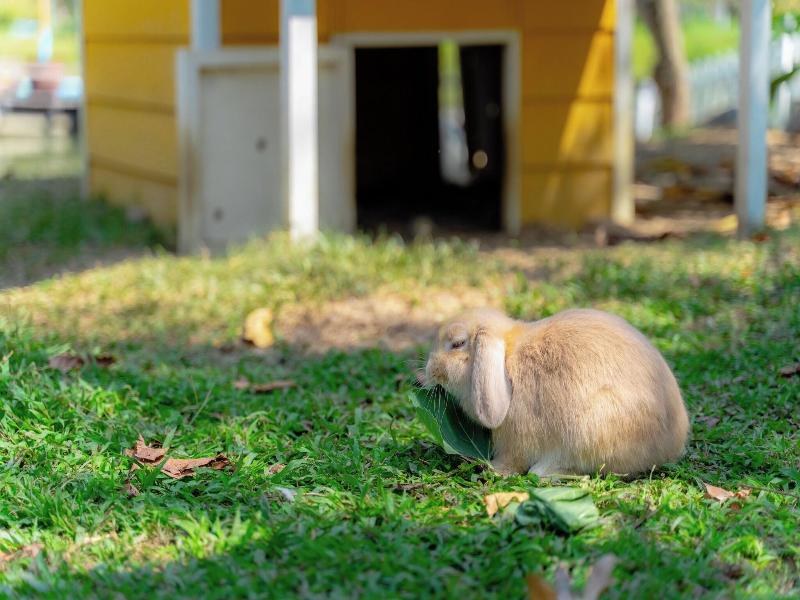 Pai Village Farm Homestay image