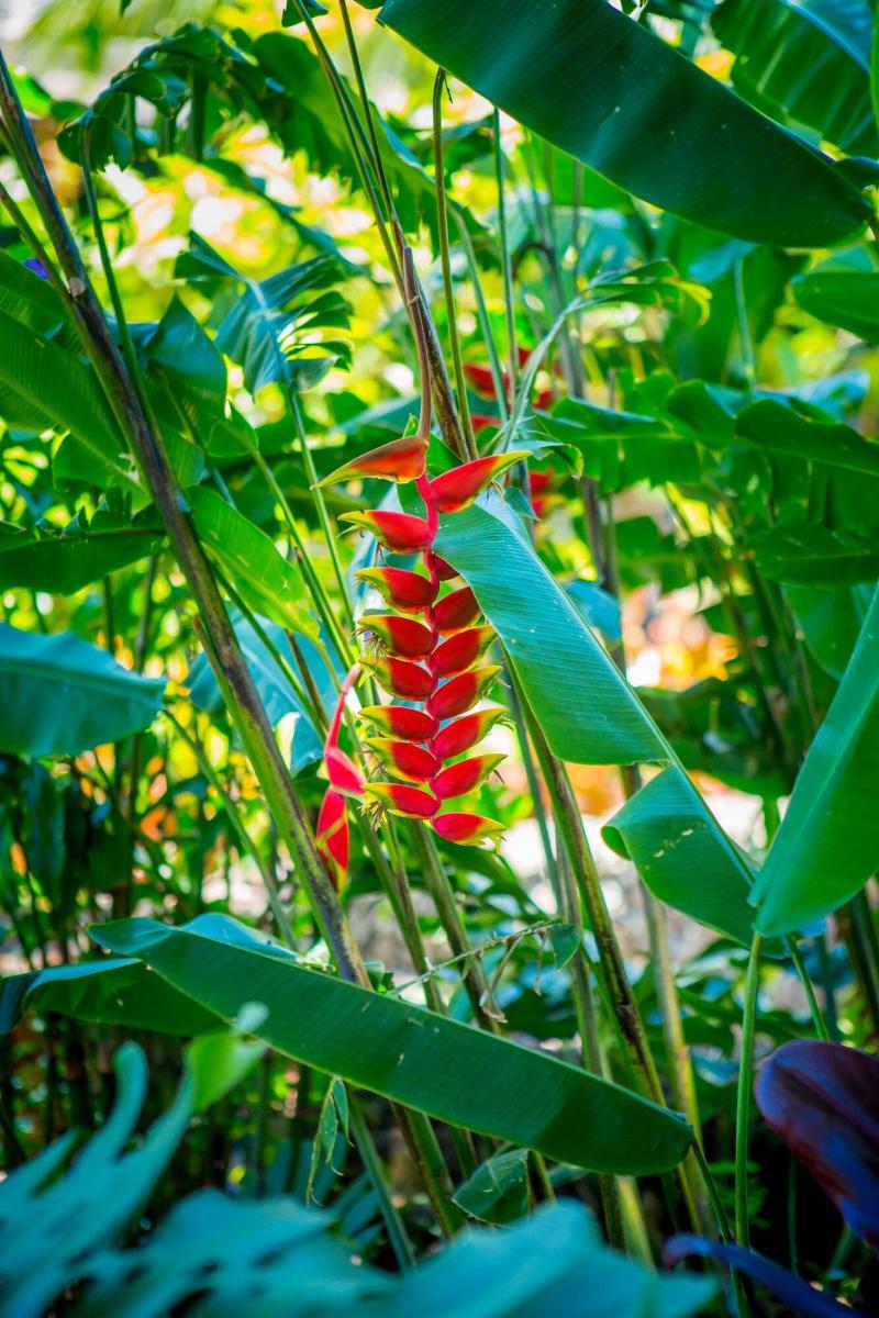 Lumeria Maui image