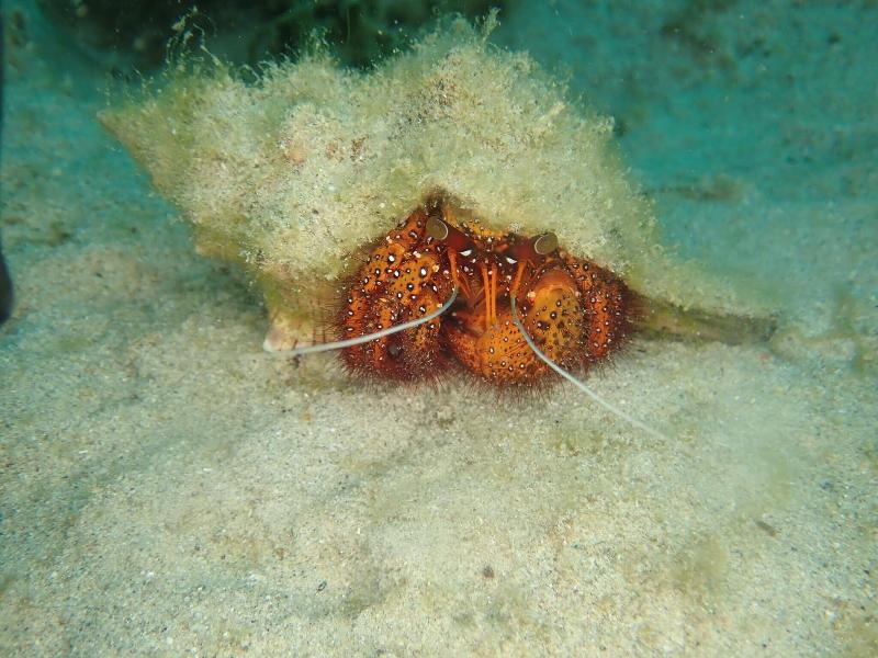 Blue Lagoon Dive Resort image