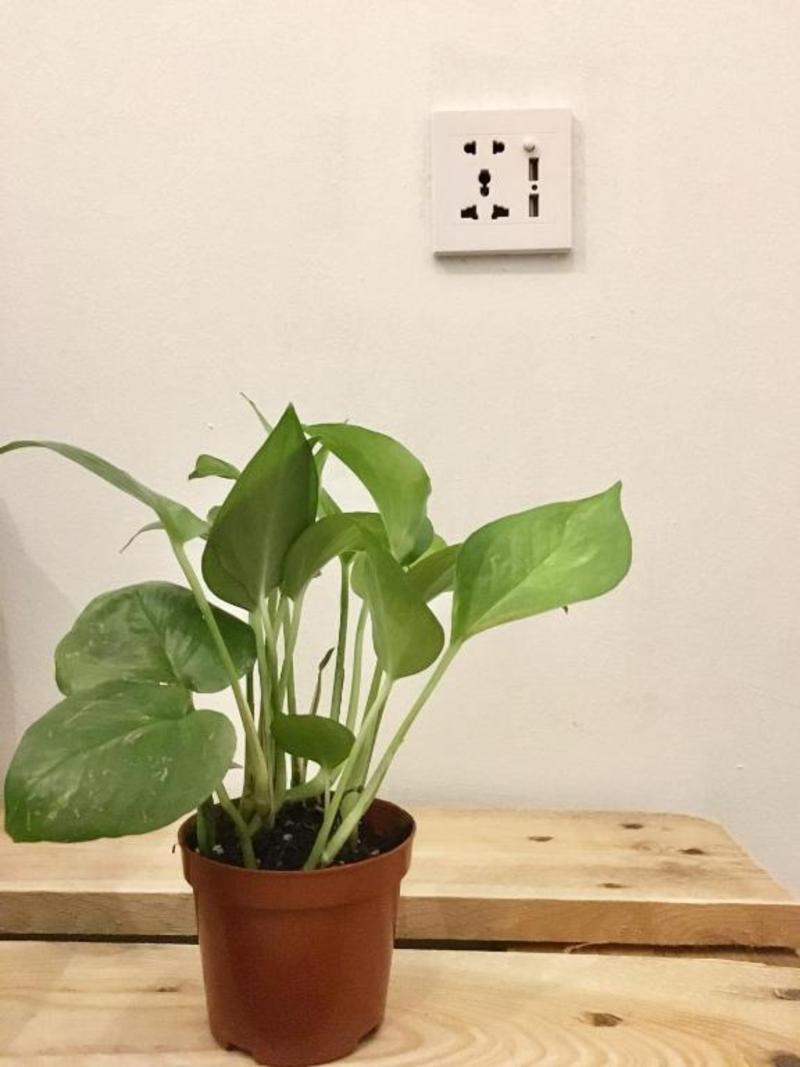 Humble Ground Café & Guesthouse image