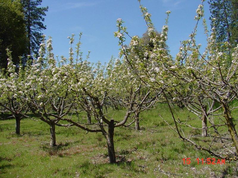 Apple Blossom Inn image