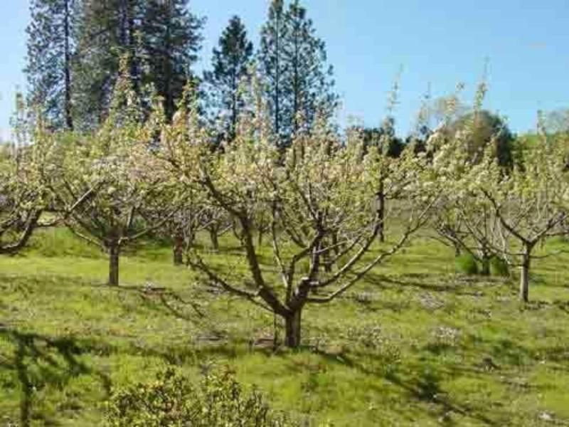 Apple Blossom Inn image