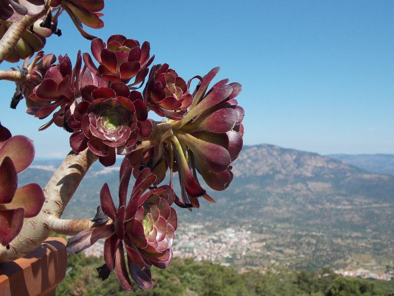 Enis Monte Maccione image