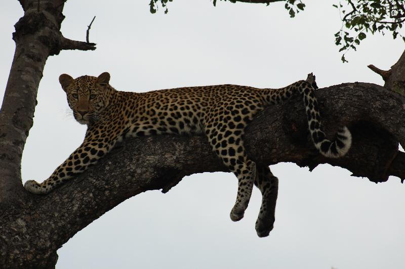 Shumbalala Game Lodge - Image 10