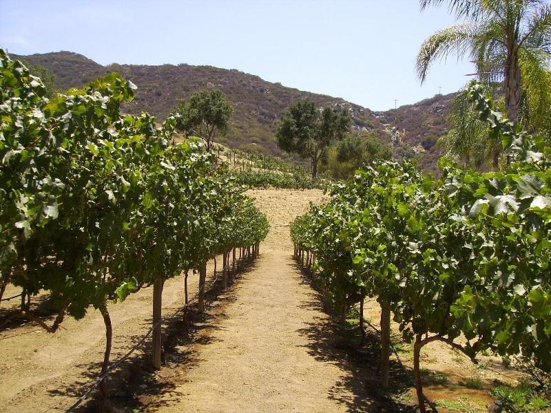 Vineyard Hacienda image