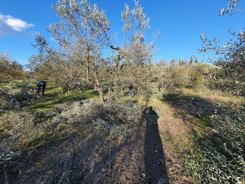 Allegra Toscana image