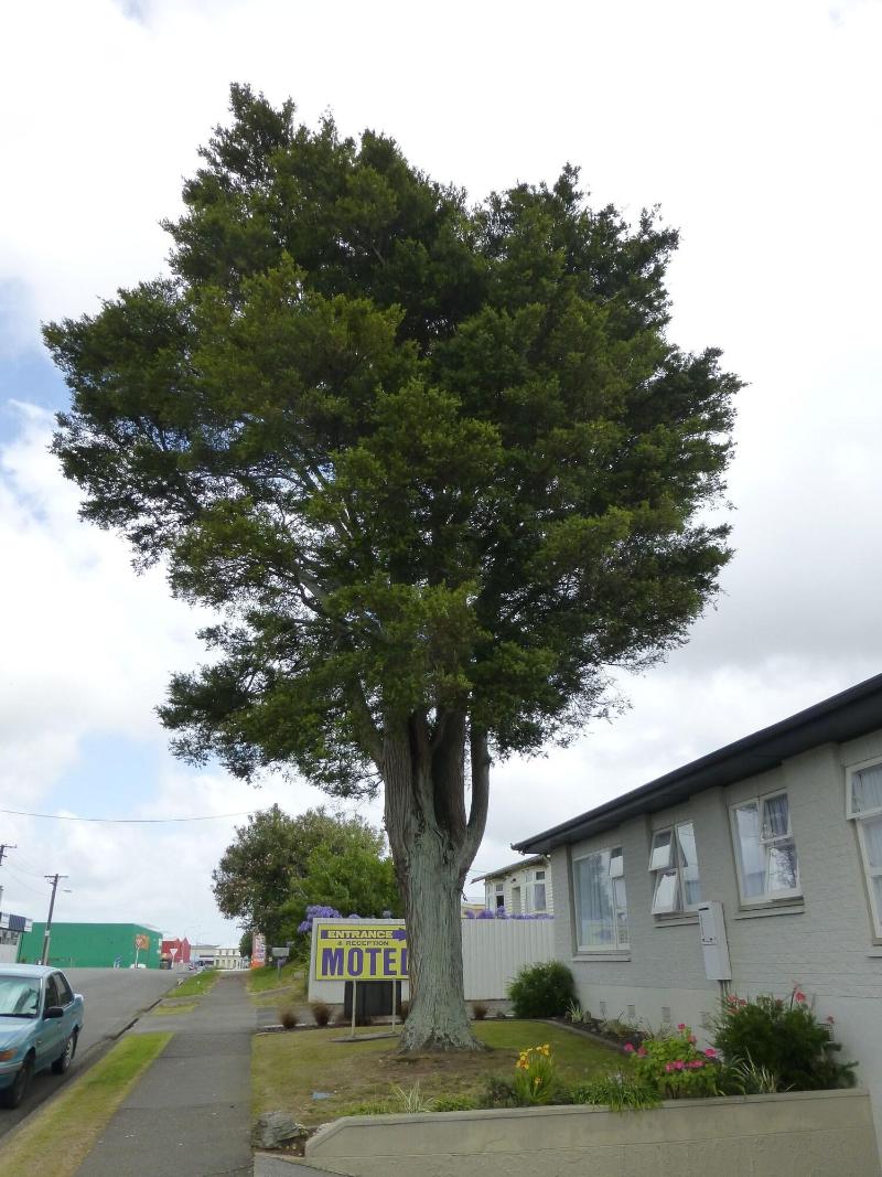 Totara Lodge Motel image
