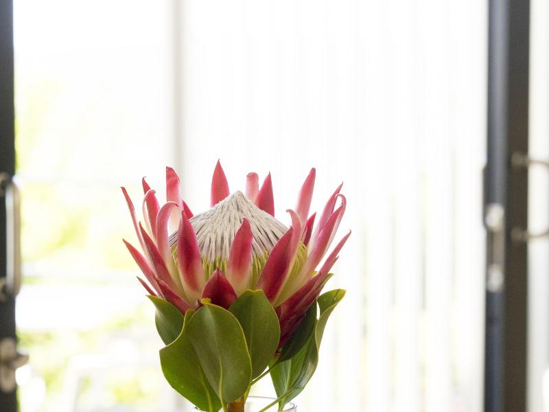 Thebloem