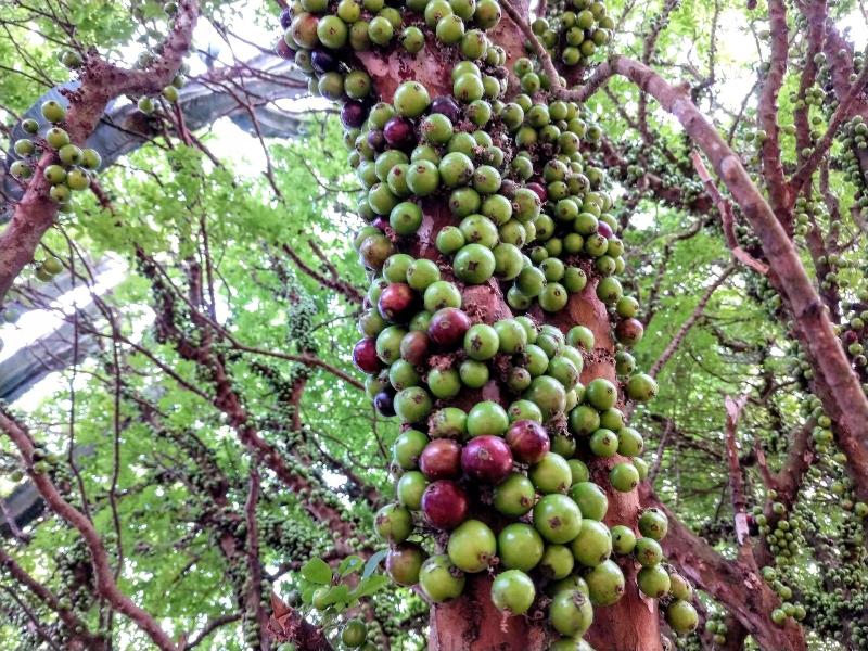 Suítes no Quintal