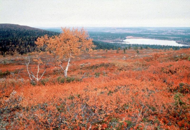 Hotel Tulikettu image