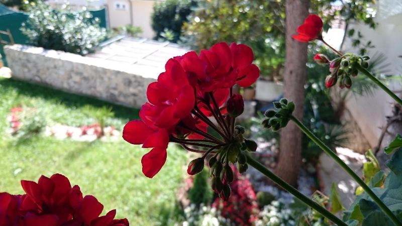 Villa Roses Apartments & Wellness image