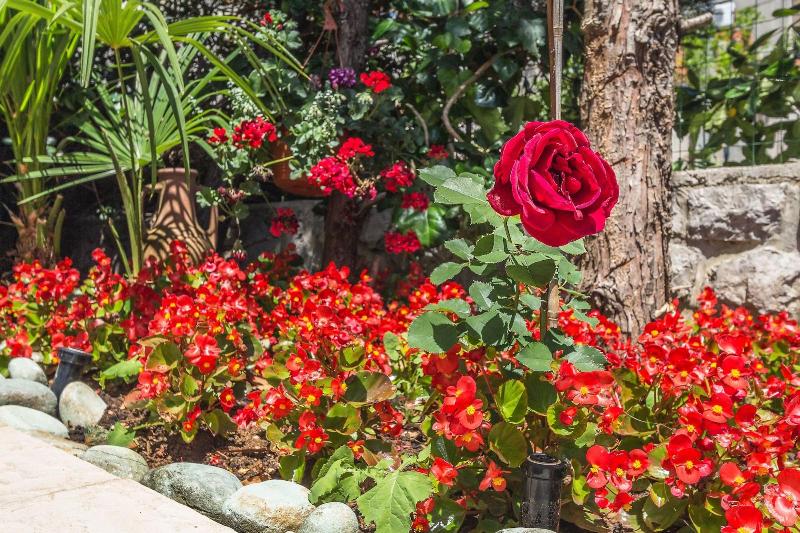 Villa Roses Apartments & Wellness image