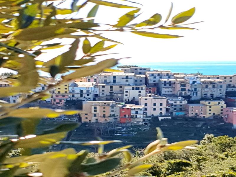 Arbanella image