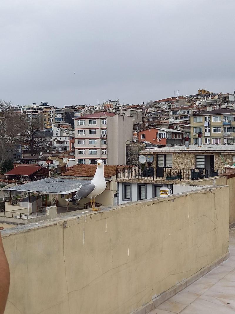 Avsin Apart Hotel image