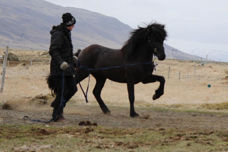 Hestakráin image