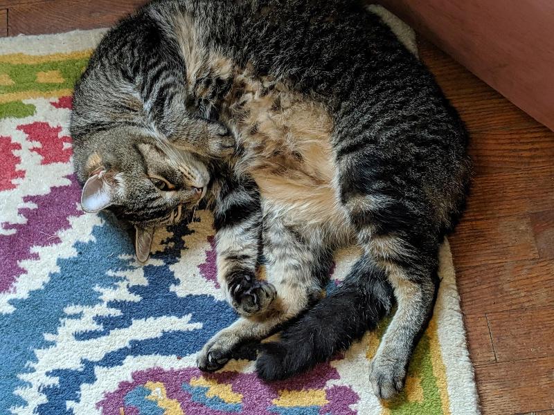 The One Cat B&B image
