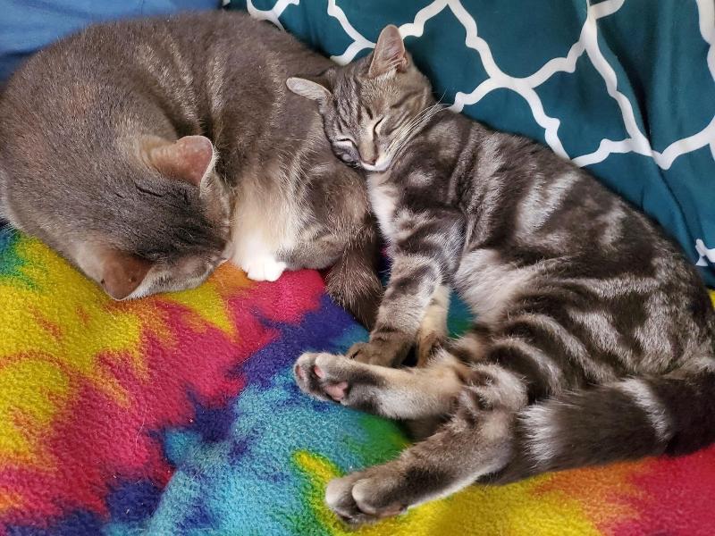 The One Cat B&B image