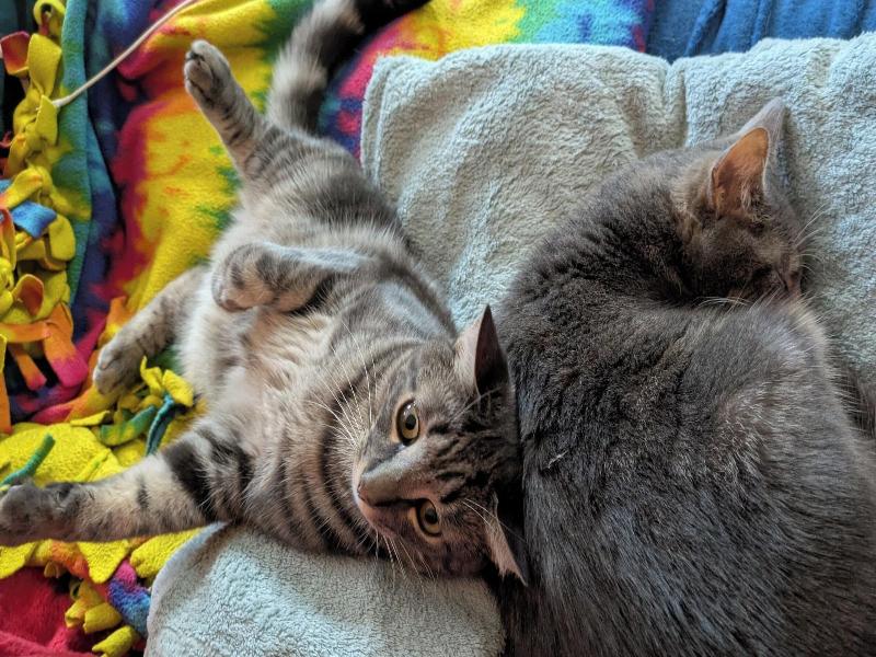 The One Cat B&B image